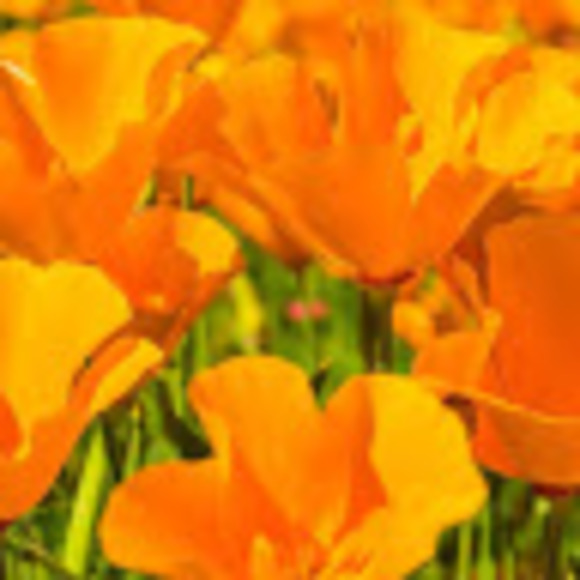 novakpoppy